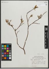 Foto von Salix myrtillifolia Anderson